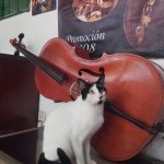 whatsapp image 2025 12 17 at 09.50.45 (3)